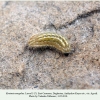kretania eurypilus larva3 daghestan2